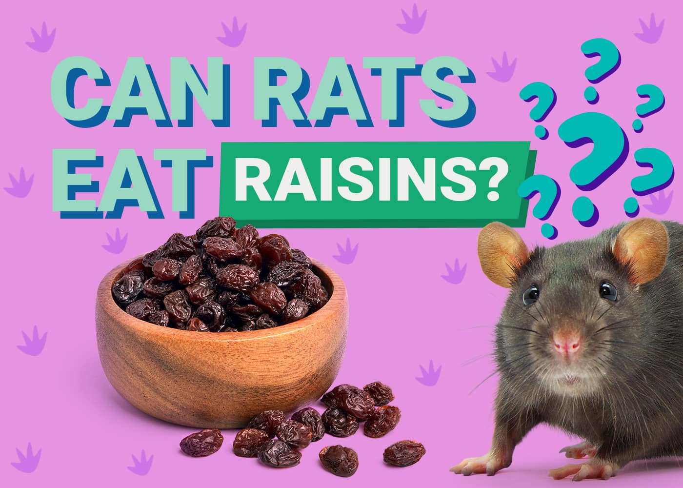 Can Hedgehogs Eat Raisins