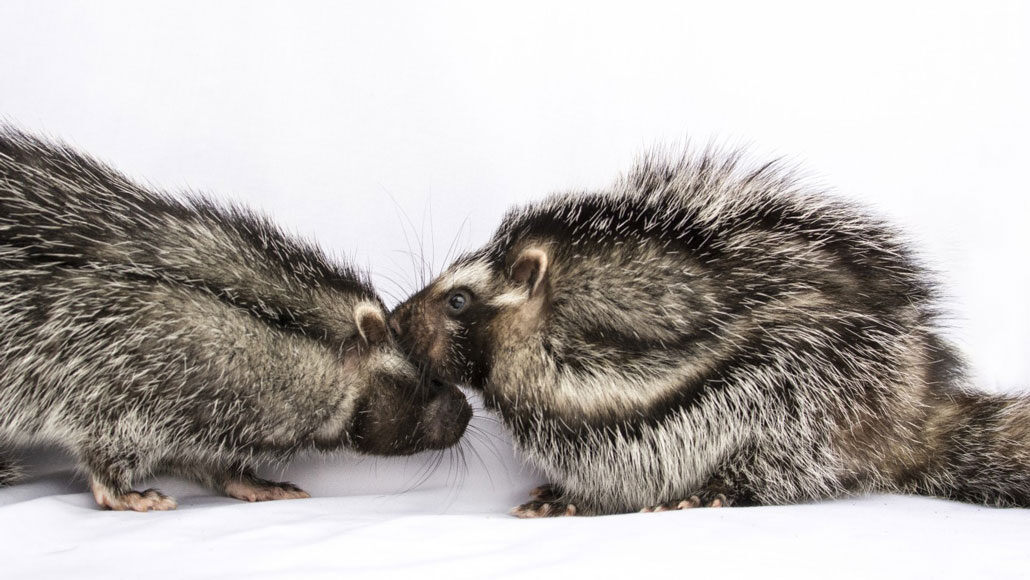 Can Hedgehogs Eat Sardines