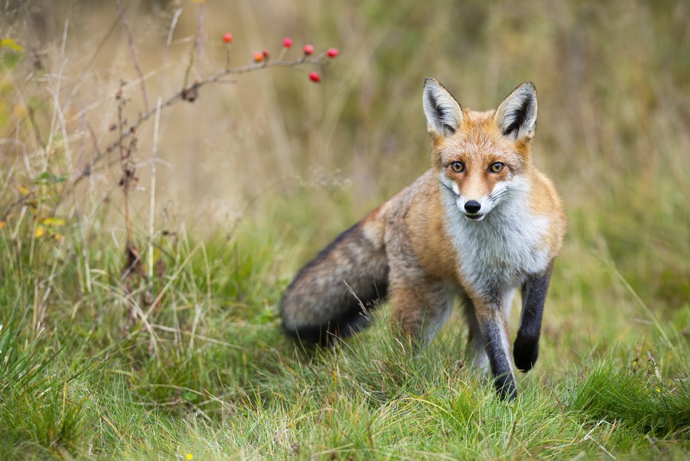 Can Hedgehogs Eat Scrambled Eggs? Discover The Surprising Truth - Vet