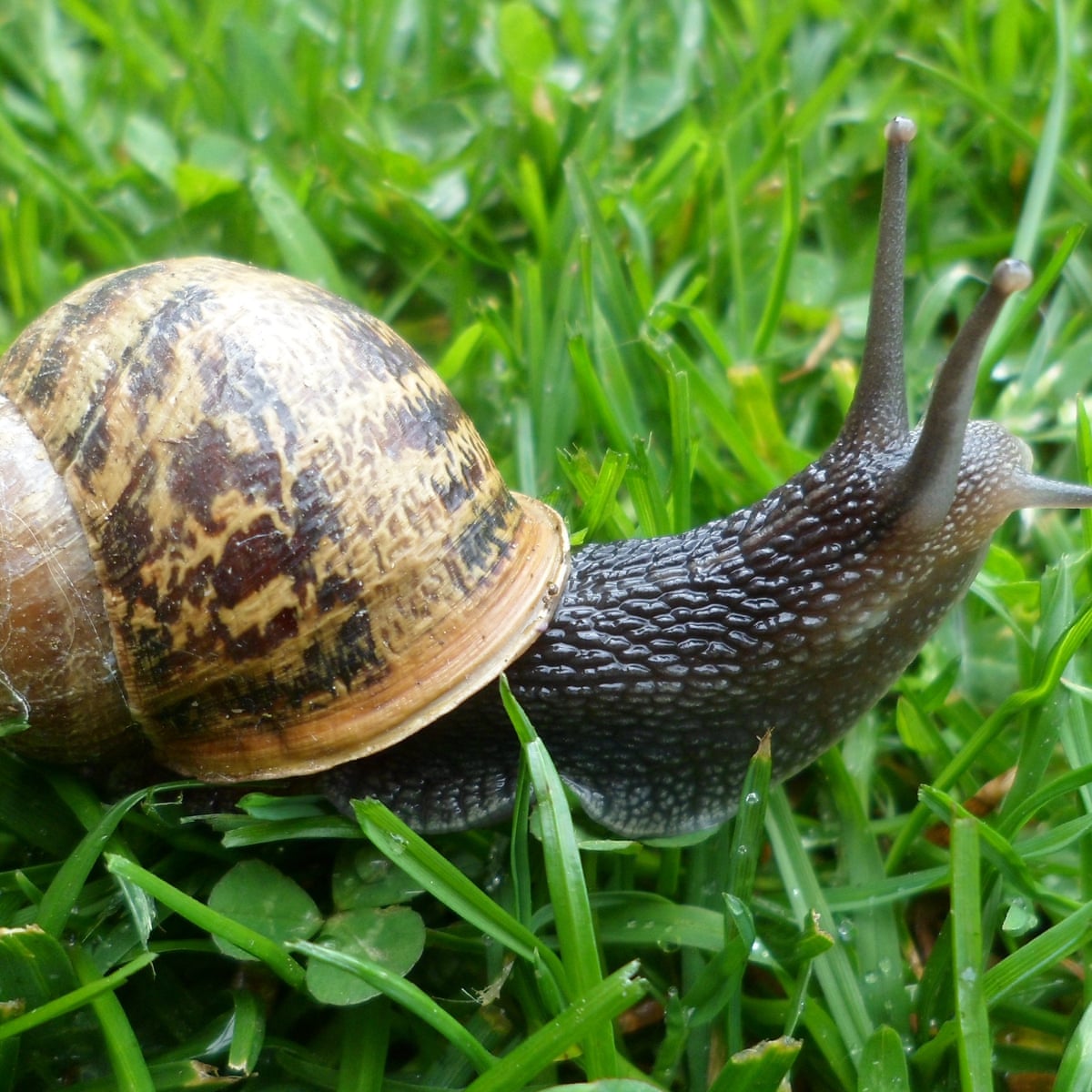 Can Hedgehogs Eat Snails