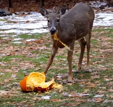 Can Hedgehogs Eat Squash