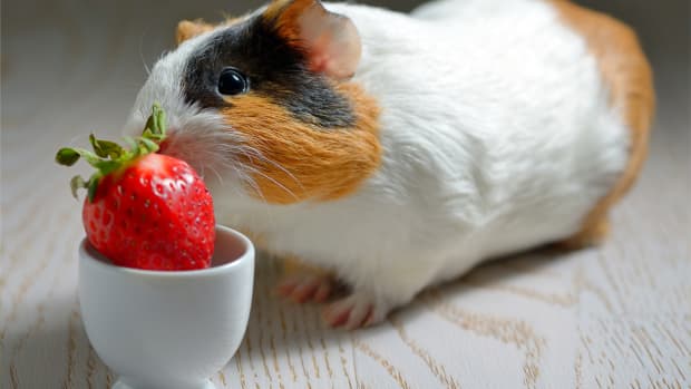 Can Hedgehogs Eat Strawberries