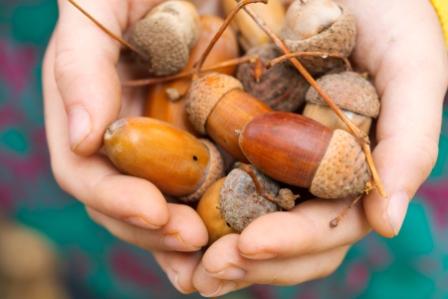 Can Hedgehogs Eat Walnuts