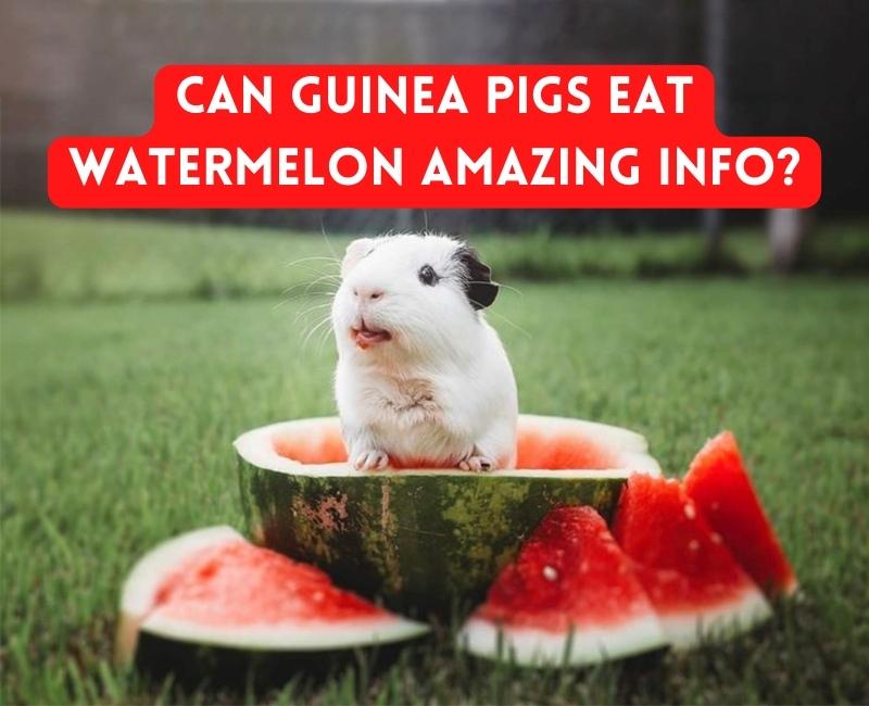 Can Hedgehogs Eat Watermelon