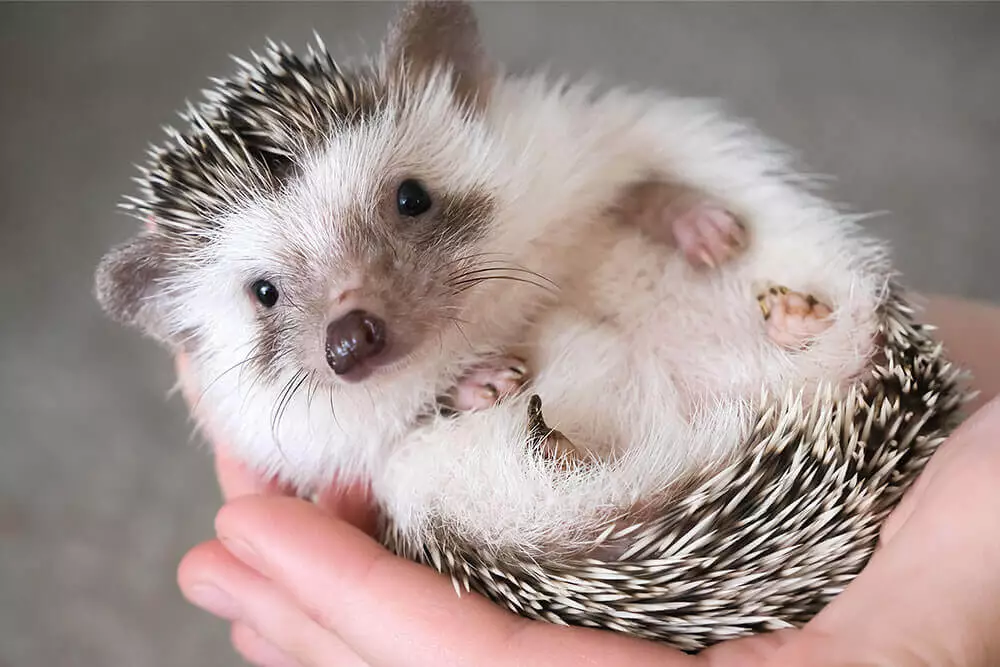 Can Hedgehogs Eat Wax Worms