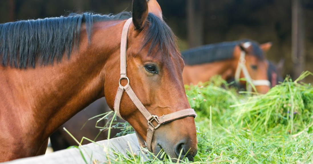 Can Horses Eat Alfalfa