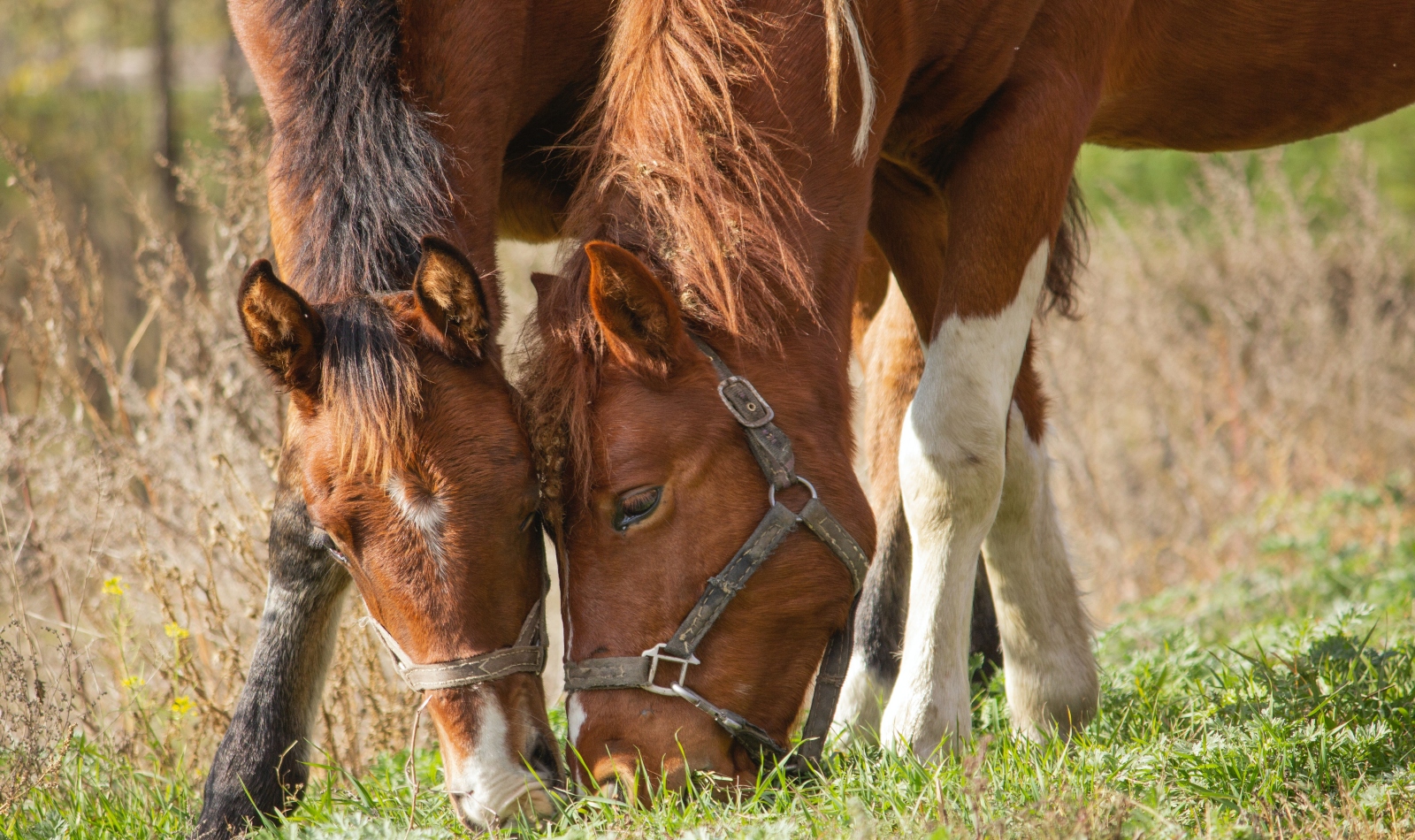 Can Horses Eat Almonds