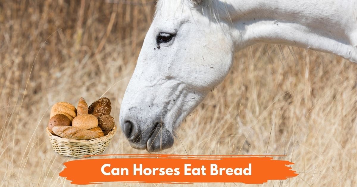 Can Horses Eat Bread