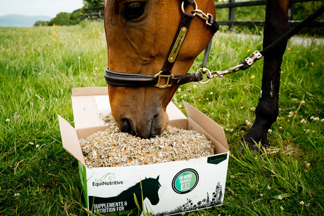 Can Horses Eat Chamomile