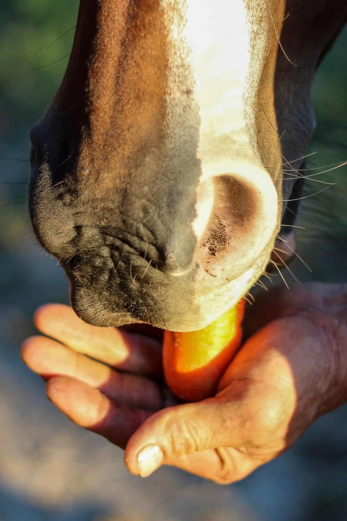 Can Horses Eat Clementines