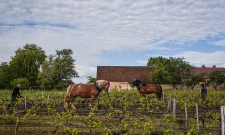 Can Horses Eat Clover