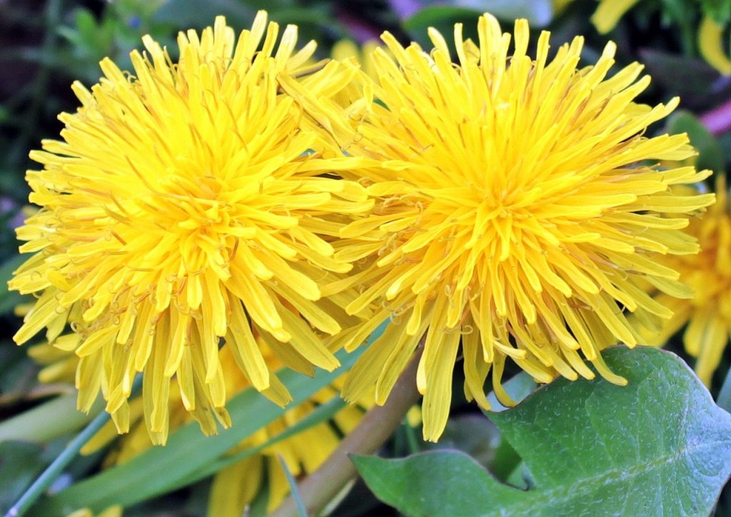 Can Horses Eat Dandelions