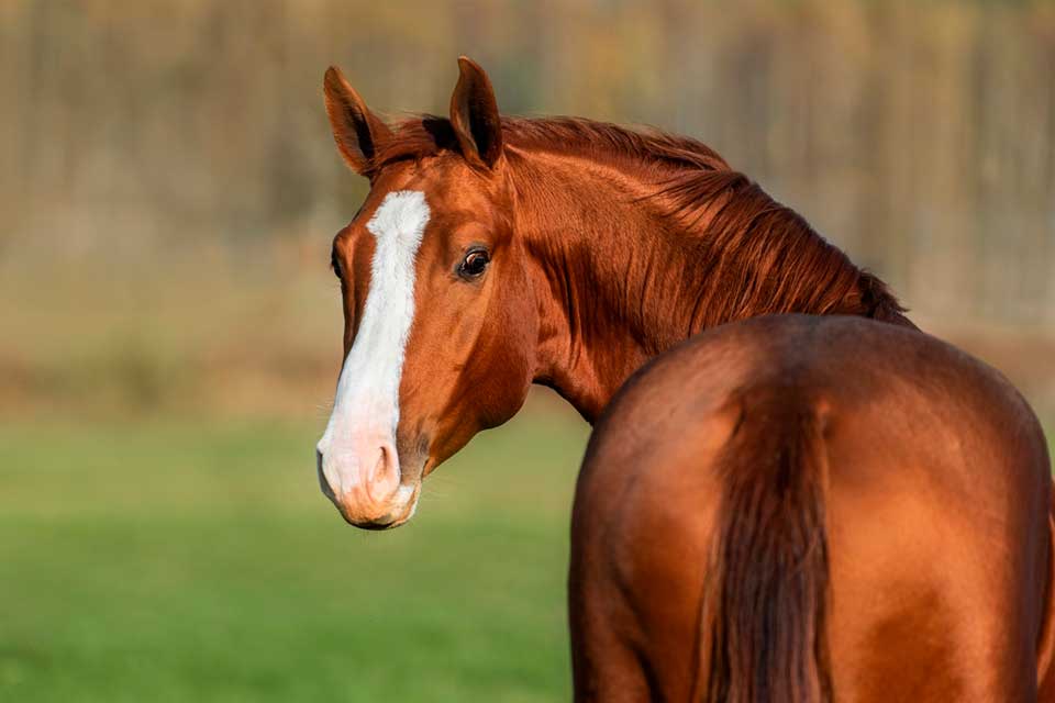 Can Horses Eat Fescue