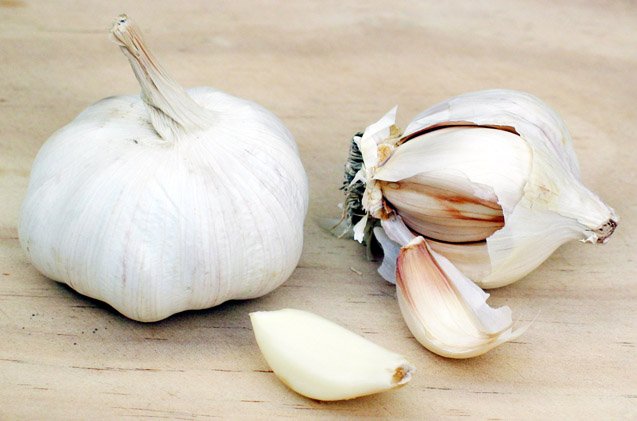 Can Horses Eat Garlic