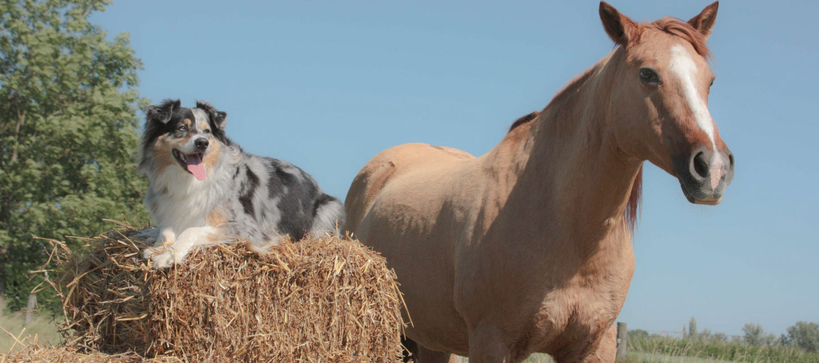 Can Horses Eat Hemp