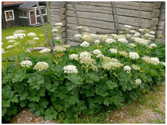 Can Horses Eat Hogweed