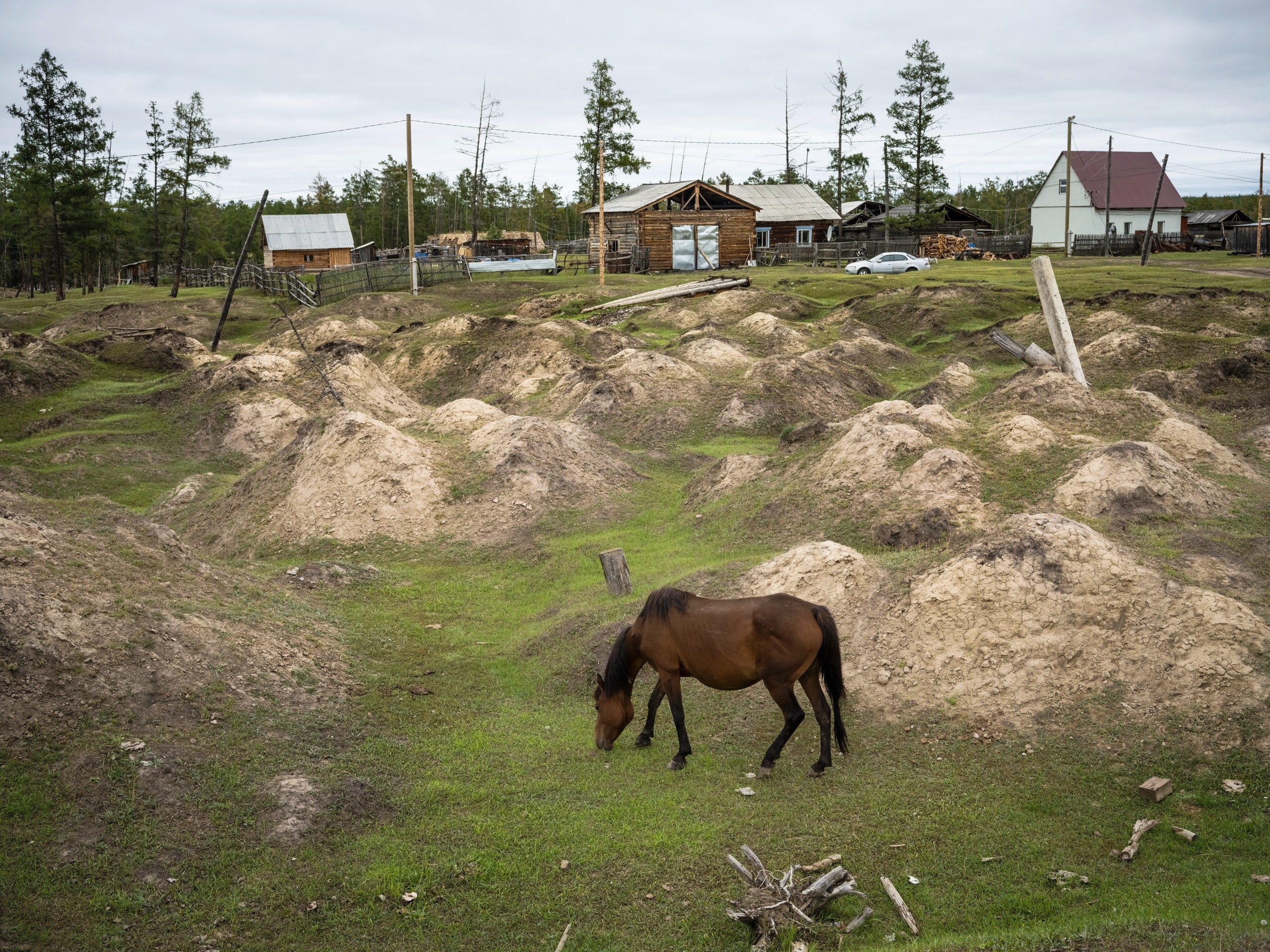 Can Horses Eat Johnson Grass