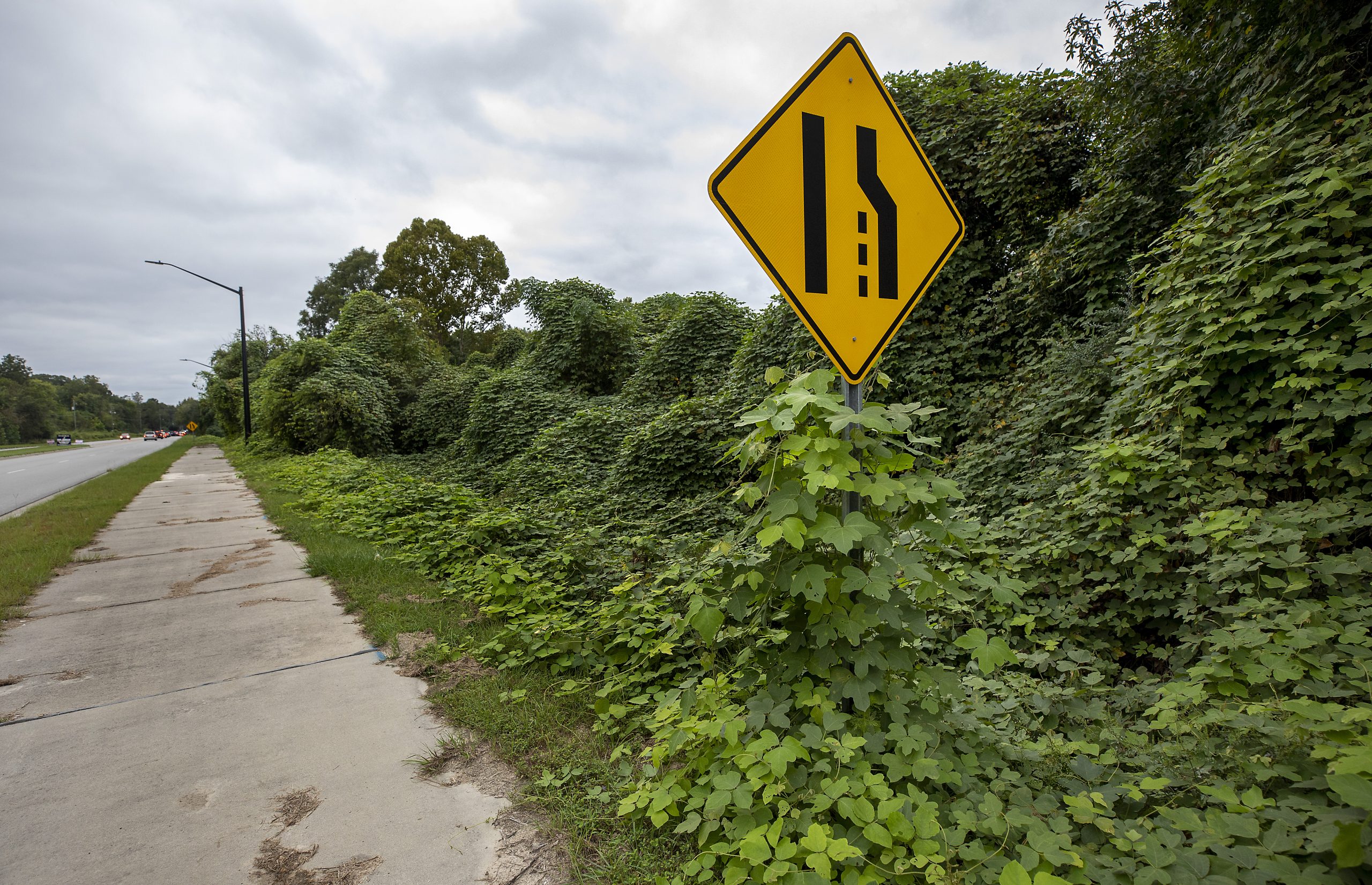 Can Horses Eat Kudzu