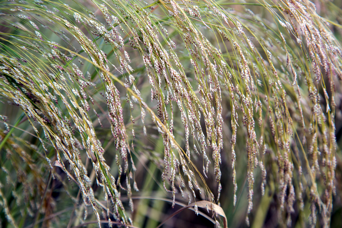 Can Horses Eat Millet Hay