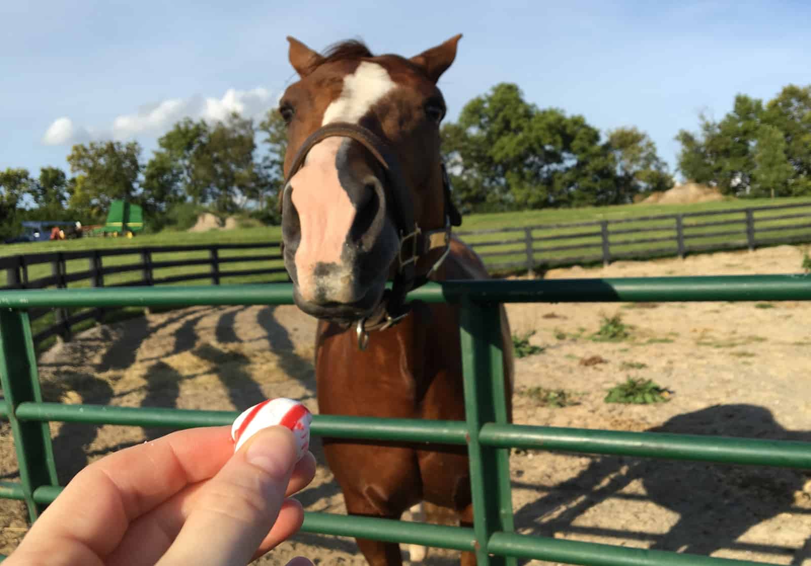 Can Horses Eat Peppermints