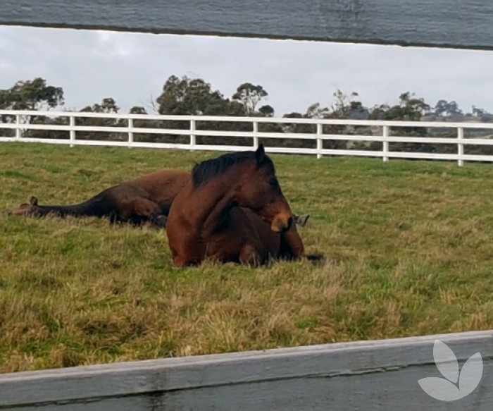 Can Horses Eat Privet Hedge