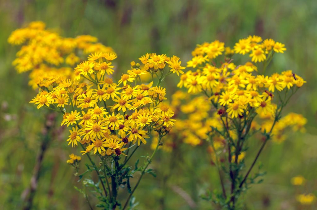 Can Horses Eat Ragweed? Discover The Surprising Truth! - Vet Advises