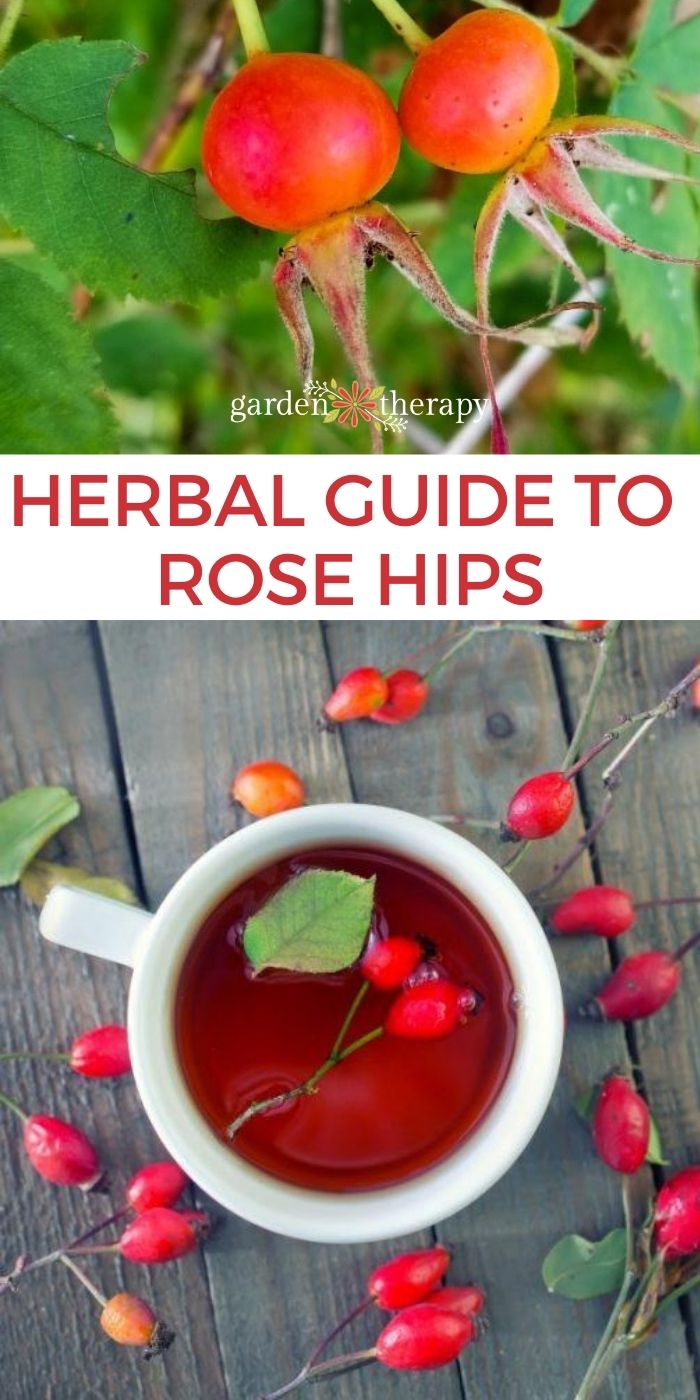 Can Horses Eat Rose Hips