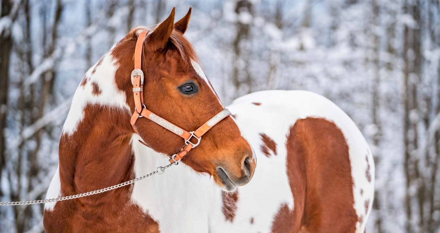 Can Horses Eat Snow