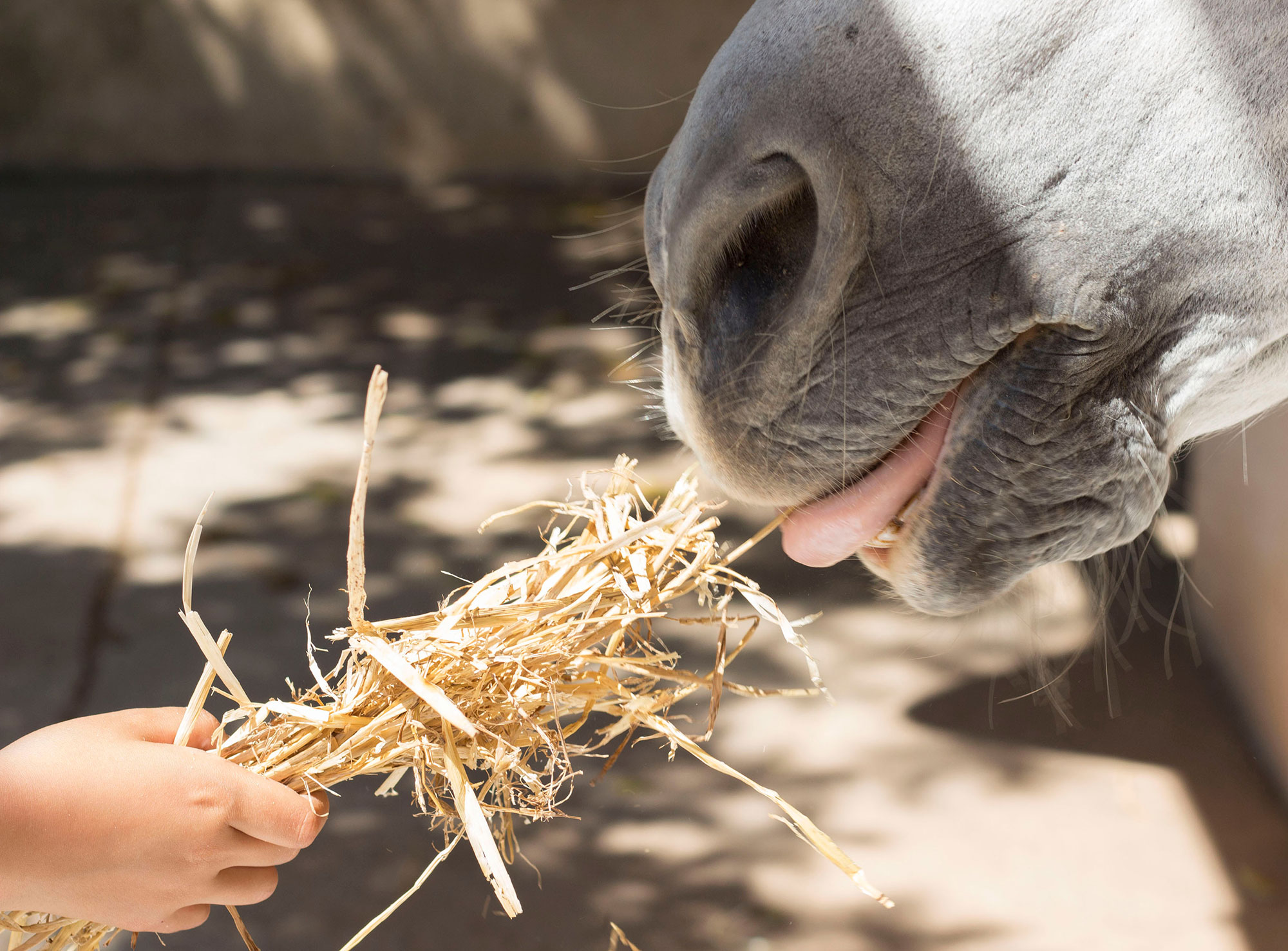 Can Horses Eat Sorghum