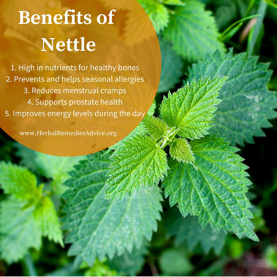 Can Horses Eat Stinging Nettles