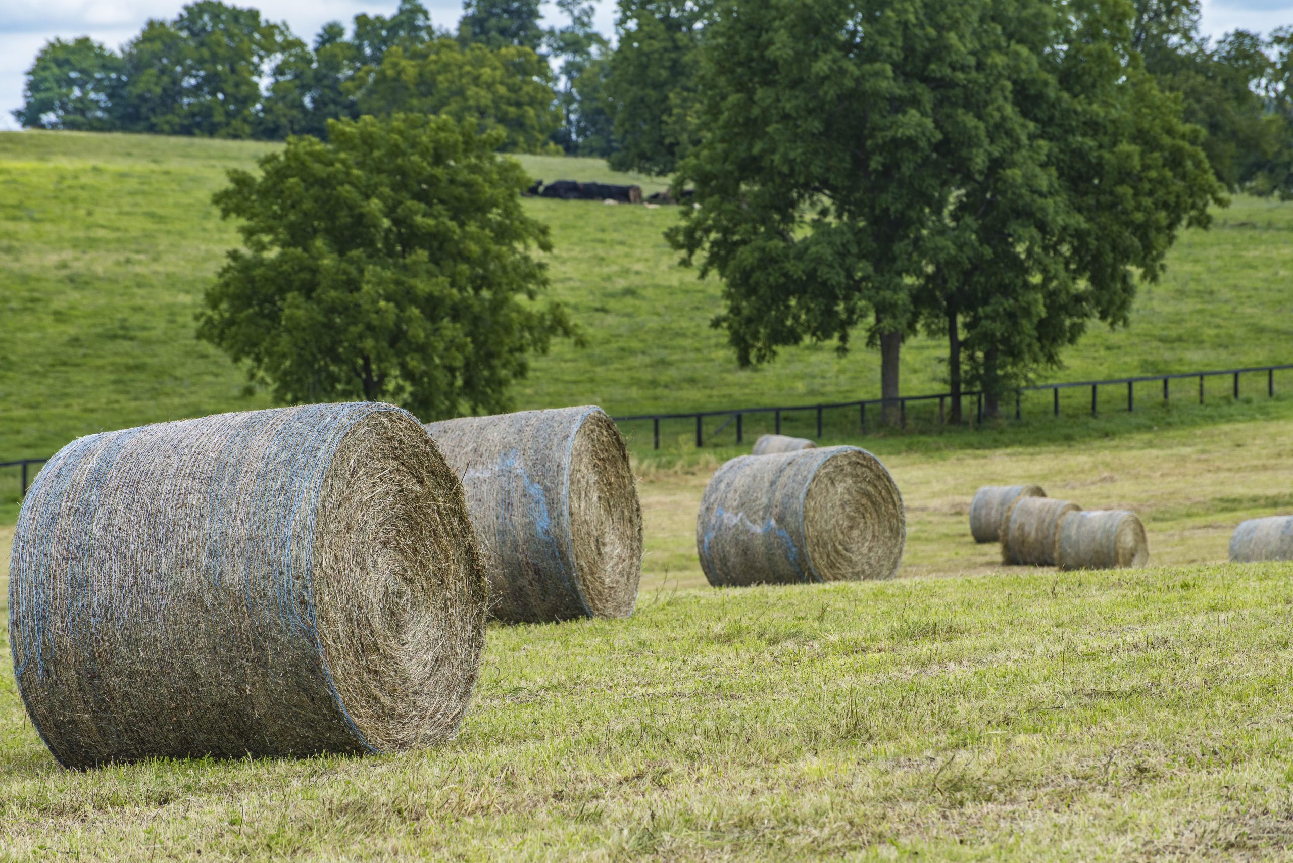 Can Horses Eat Straw