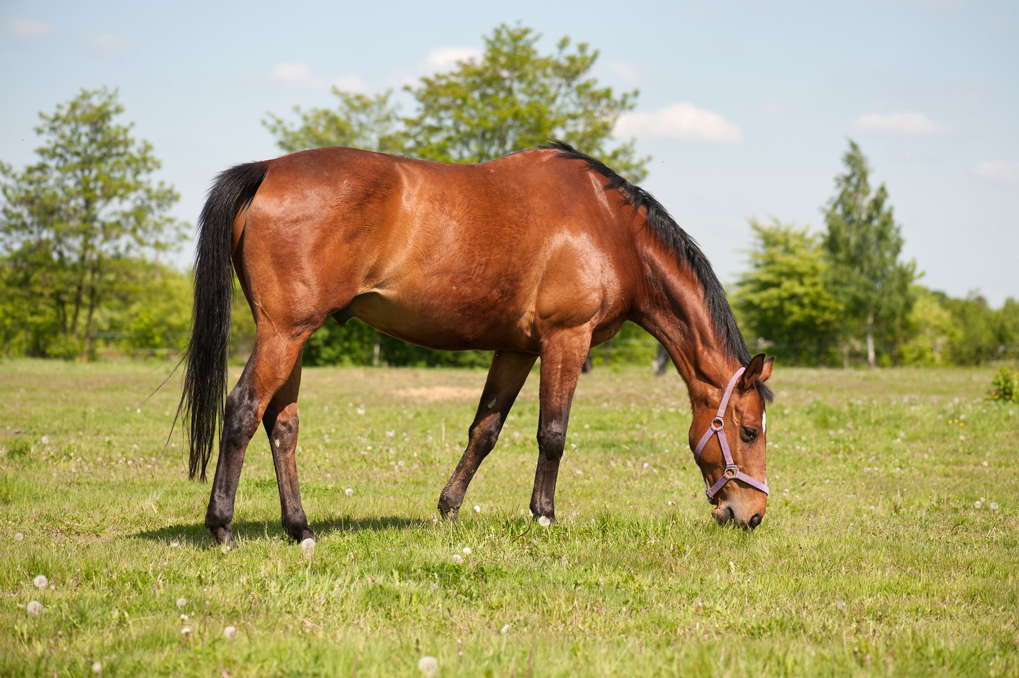 Can Horses Eat Sudan Grass