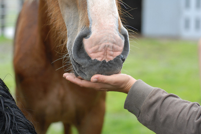 Can Horses Eat Sugar Cubes