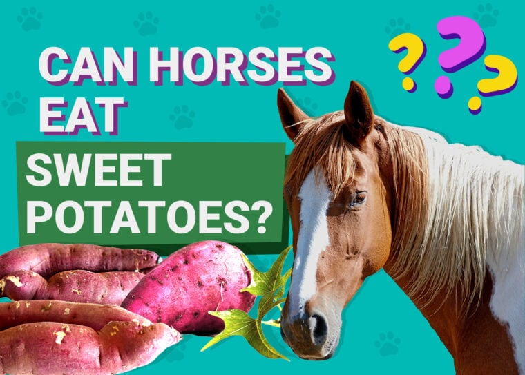 Can Horses Eat Sweet Potatoes