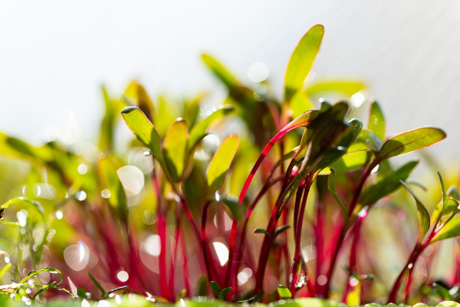 Can Horses Eat Swiss Chard