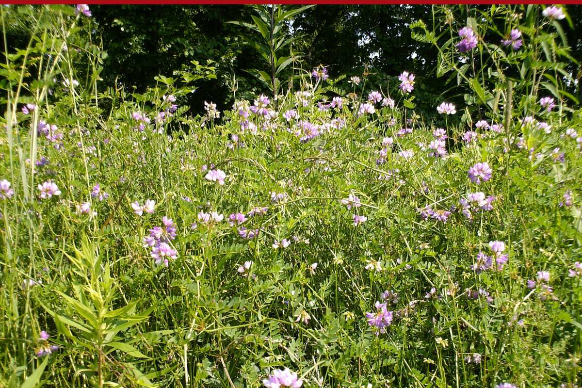 Can Horses Eat Vetch