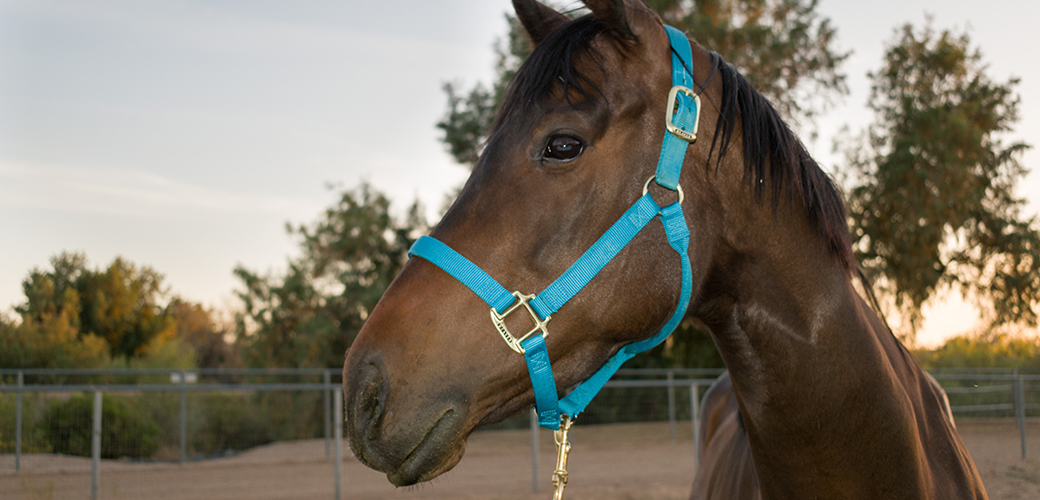 Can Horses Eat Willow Trees