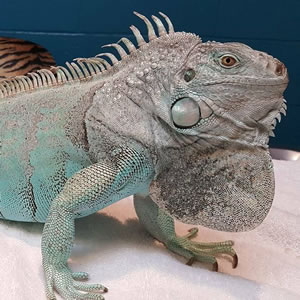 Can Iguanas Eat Arugula