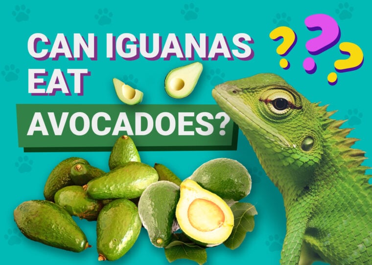 Can Iguanas Eat Cauliflower