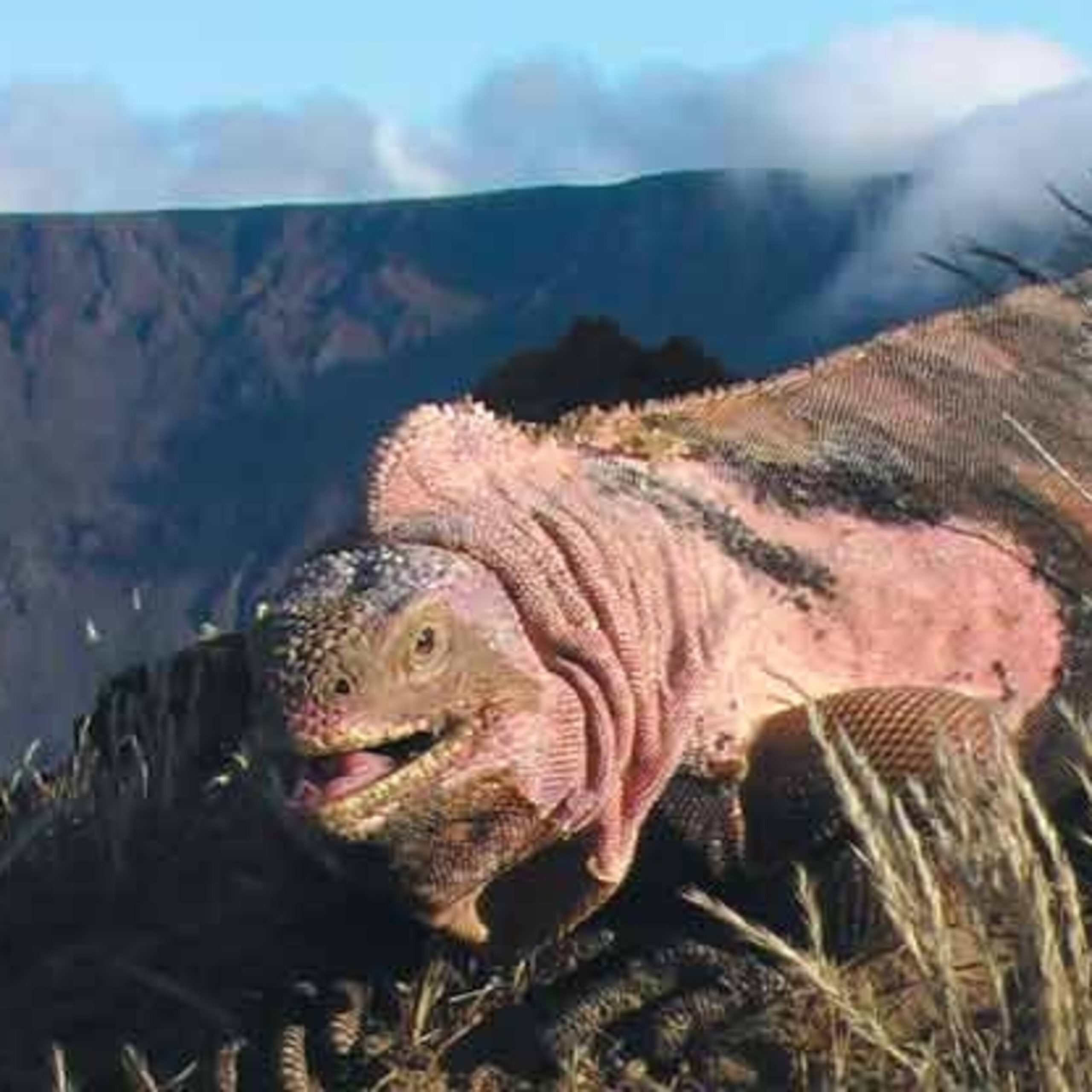 Can Iguanas Eat Cheese