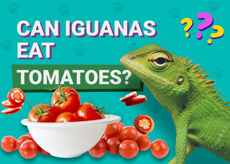 Can Iguanas Eat Cherries