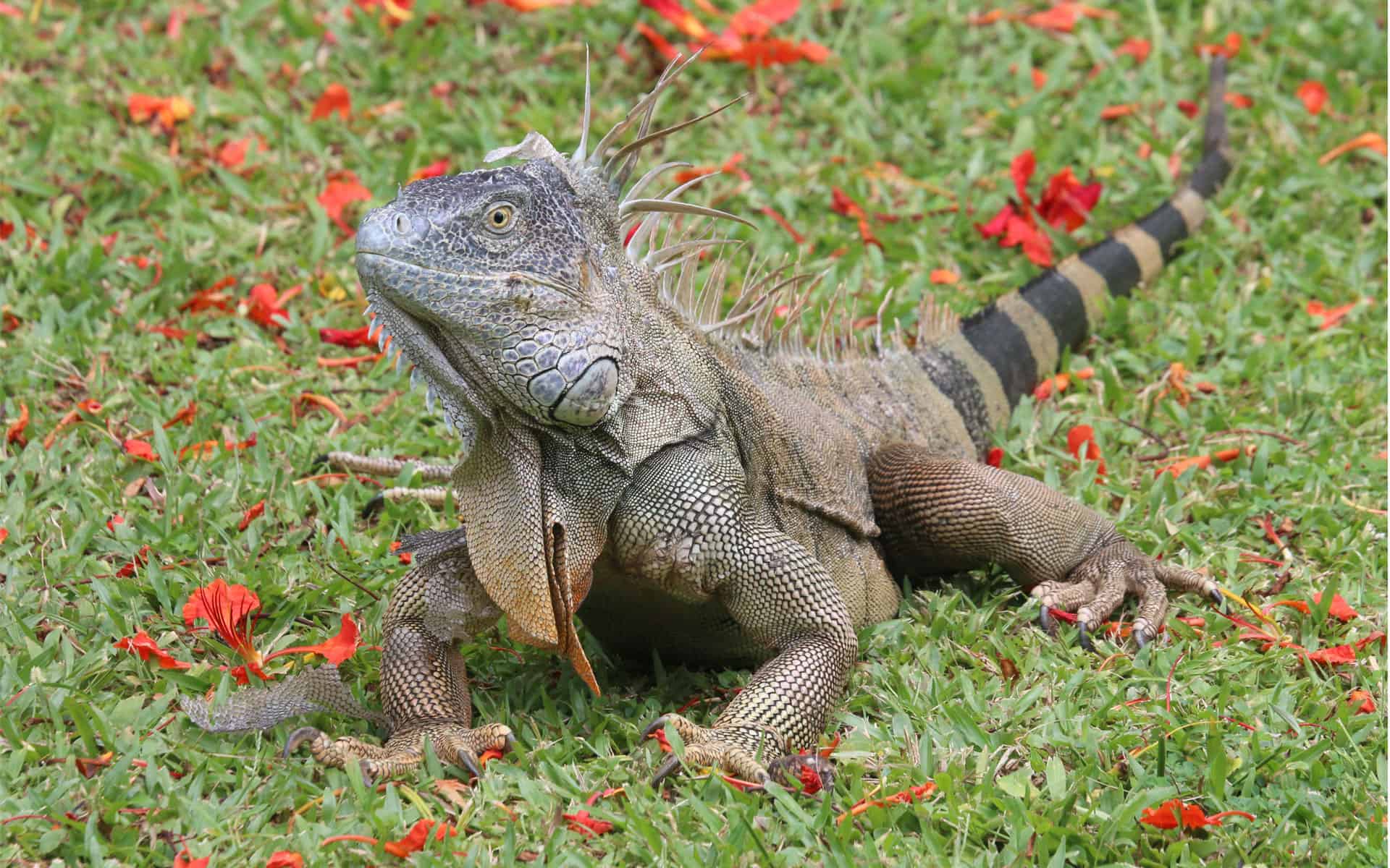 Can Iguanas Eat Grass