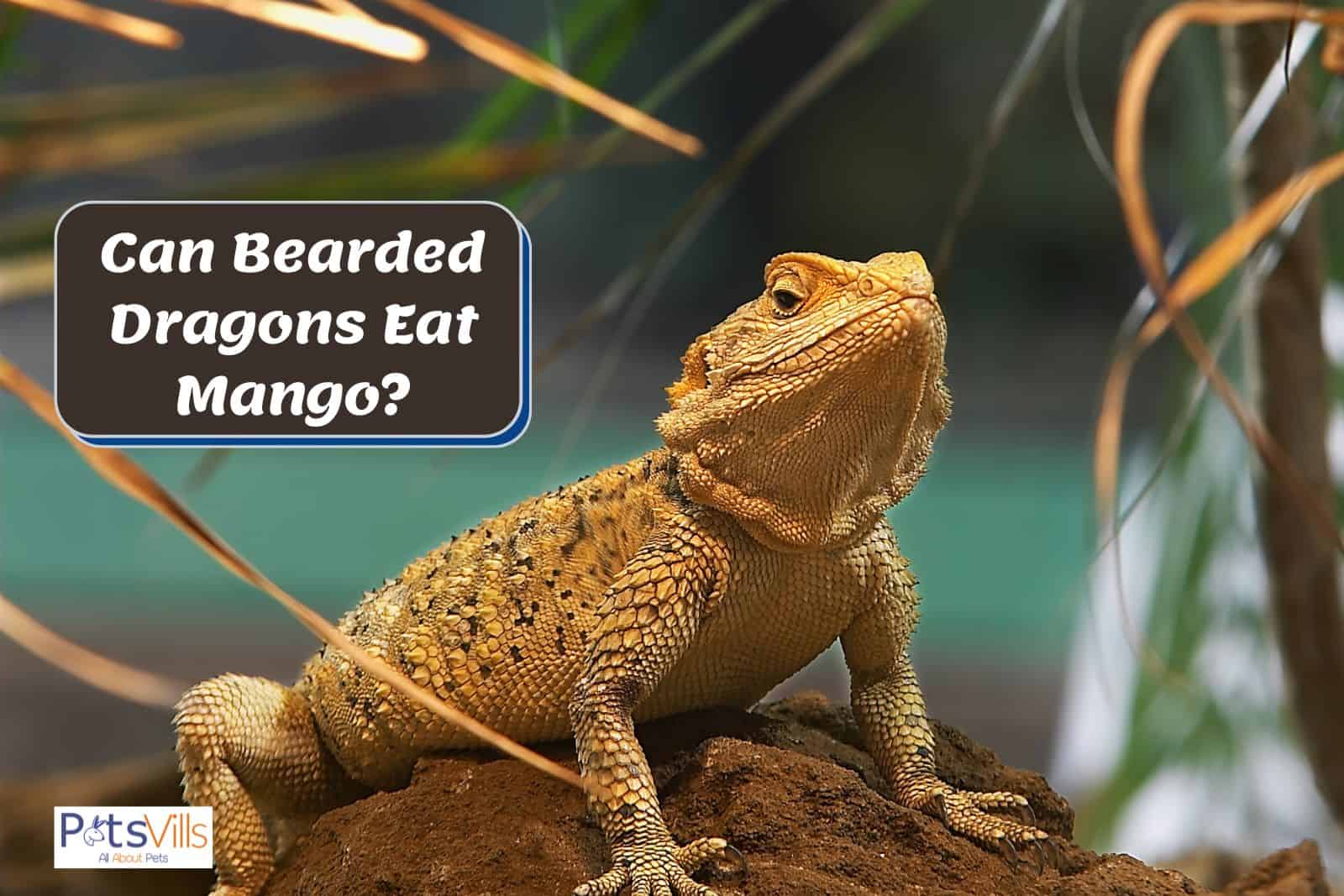 Can Iguanas Eat Mango