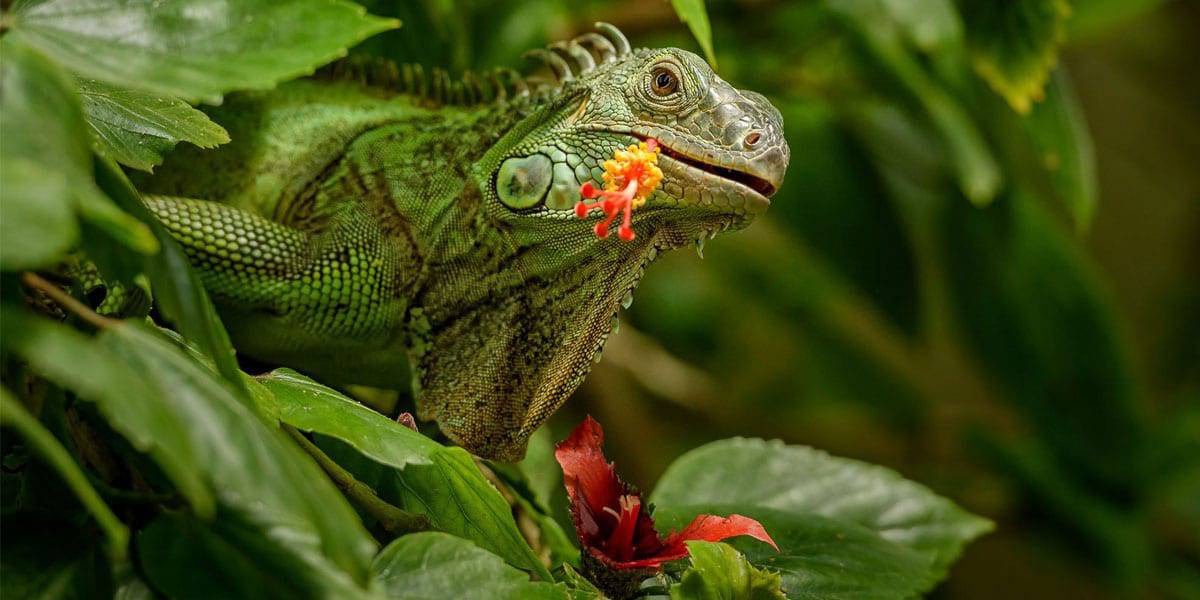 Can Iguanas Eat Poinsettias