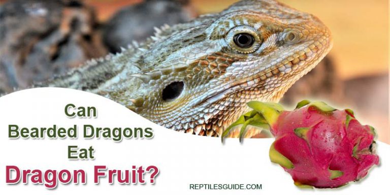 Can Iguanas Eat Pomegranate