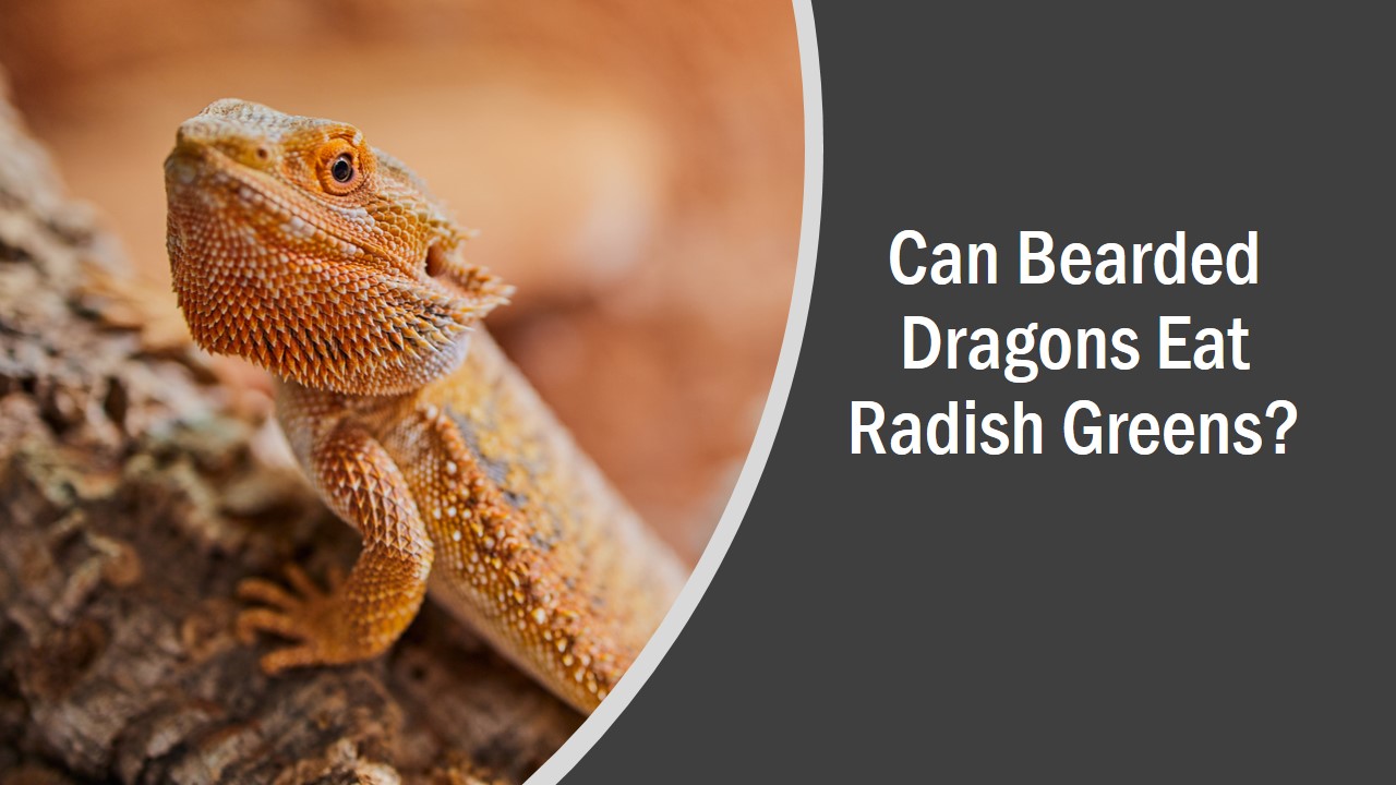 Can Iguanas Eat Radish Leaves
