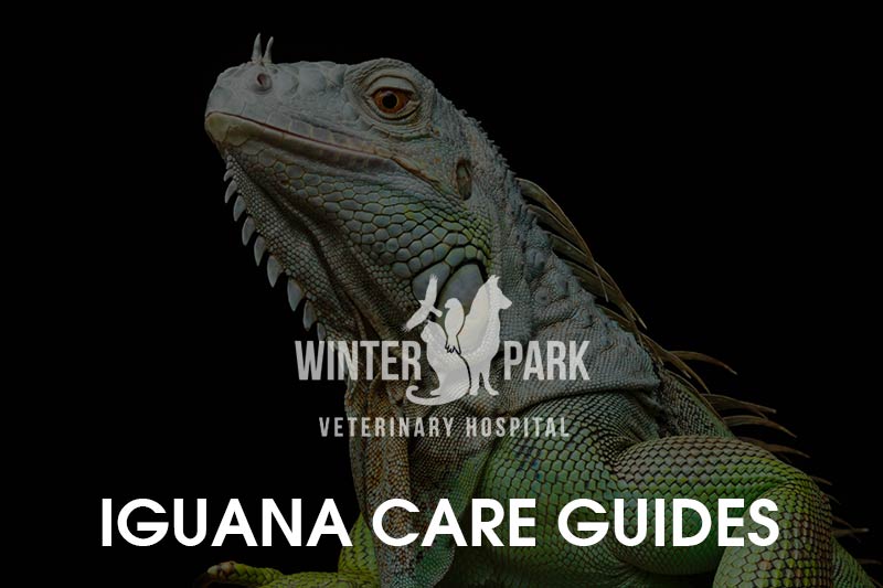 Can Iguanas Eat Squash