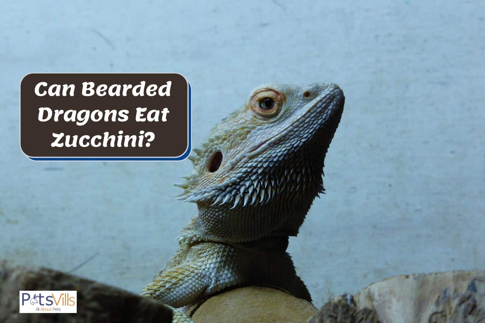 Can Iguanas Eat Zucchini