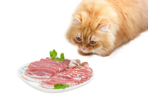 Can My Cat Eat Bacon