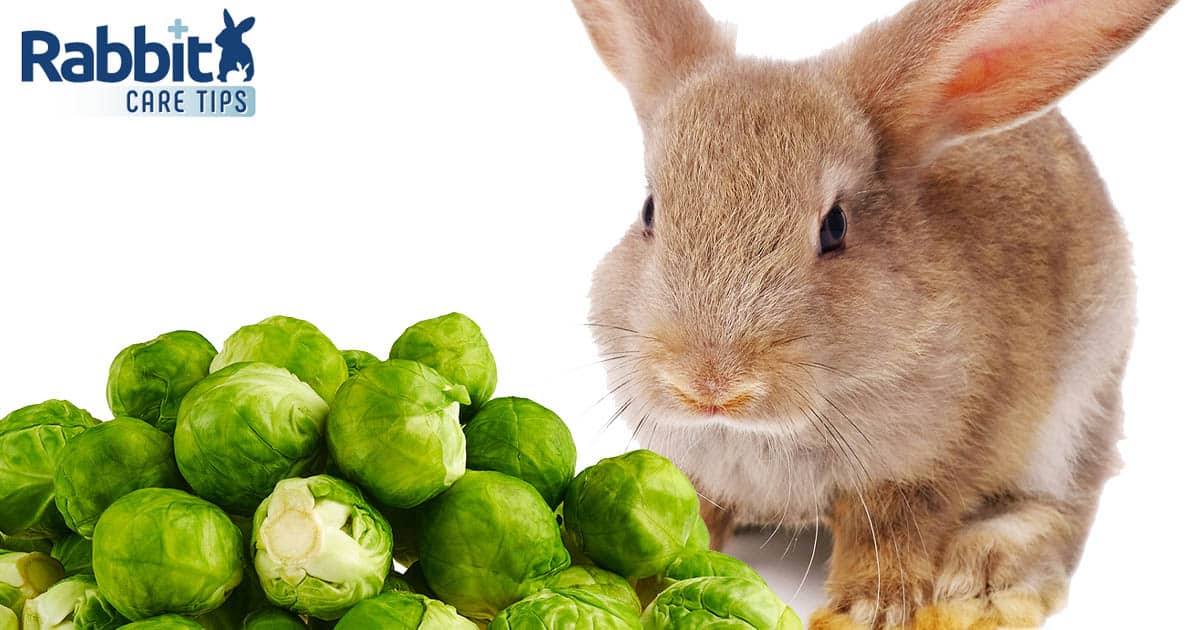 Can My Rabbit Eat Brussel Sprouts